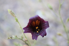 Salpiglossis