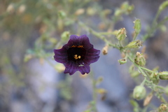 Salpiglossis