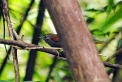 Synallaxis cinerascens