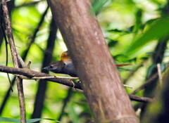 Synallaxis cinerascens