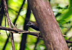 Synallaxis cinerascens