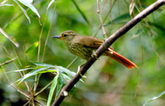 Syndactyla rufosuperciliata