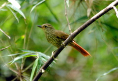 Syndactyla rufosuperciliata