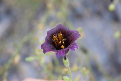 Salpiglossis