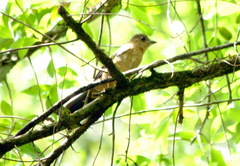 Trichothraupis melanops