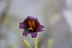 Salpiglossis
