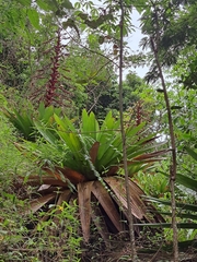 Alcantarea imperialis