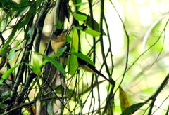 Trichothraupis melanops