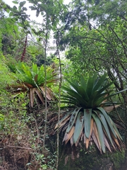 Alcantarea imperialis
