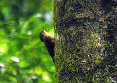 Sittasomus griseicapillus