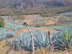 Agave angustifolia