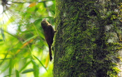 Sittasomus griseicapillus