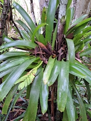 Vriesea paraibica