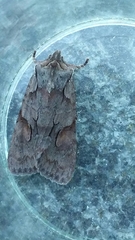 Lithophane furcifera