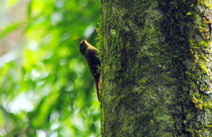 Sittasomus griseicapillus