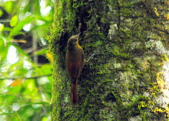 Sittasomus griseicapillus