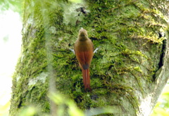 Sittasomus griseicapillus