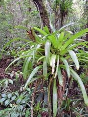 Vriesea paraibica
