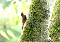 Sittasomus griseicapillus