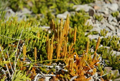 Austrolycopodium fastigiatum