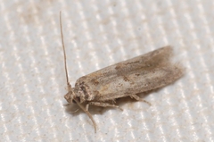 Blastobasis phycidella