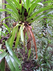 Vriesea paraibica
