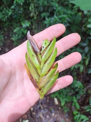 Vriesea paraibica