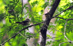 Trichothraupis melanops