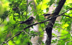 Trichothraupis melanops