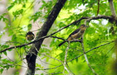 Trichothraupis melanops