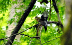 Trichothraupis melanops