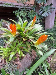 Vriesea heterostachys