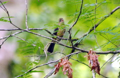 Trichothraupis melanops