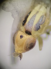Meromyza