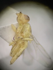 Meromyza