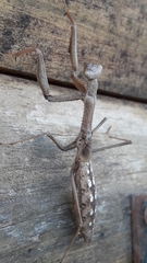 Coptopteryx gayi