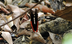 Biblis hyperia