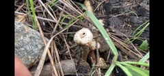 Tulostoma brumale