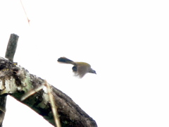 Saltator coerulescens