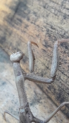 Coptopteryx gayi