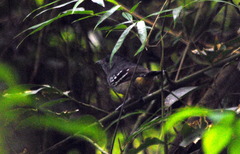 Thamnophilus caerulescens