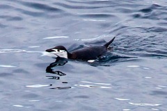 Pygoscelis antarcticus