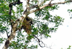 Pitangus sulphuratus