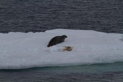 Leptonychotes weddellii