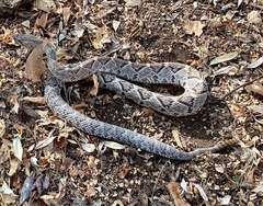 Crotalus basiliscus