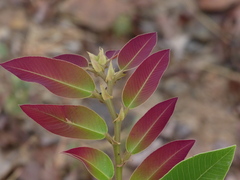 Bridelia retusa