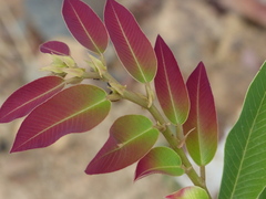 Bridelia retusa
