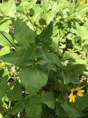 Helianthus debilis image