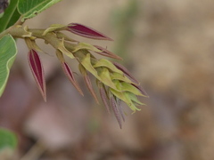 Bridelia retusa