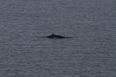 Balaenoptera bonaerensis